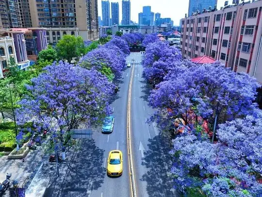 Grandes árboles en flor