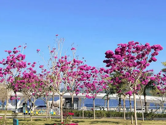 Árboles con flores de tamaño mediano
