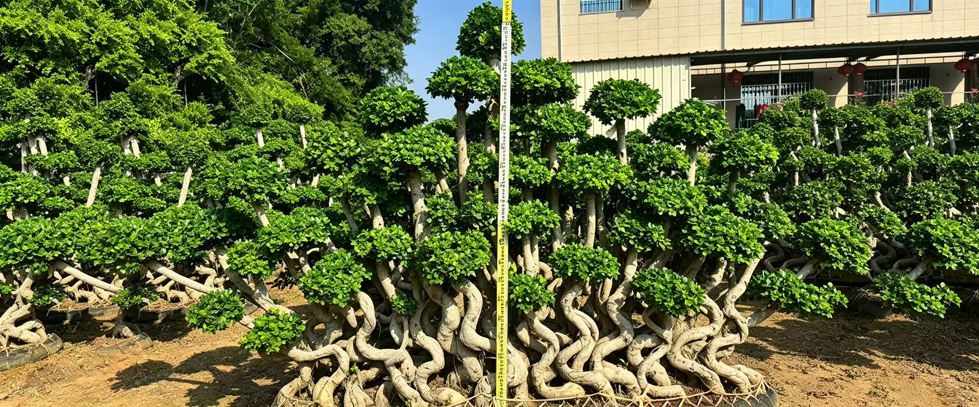 Proveedor de árboles de sombra de hoja perenne de China