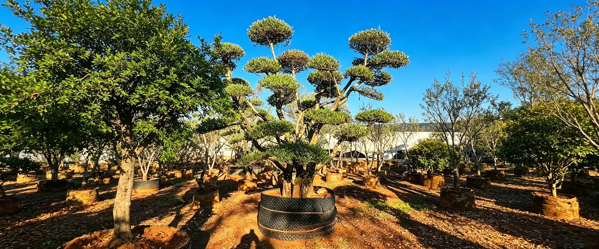 Árboles con flores únicas en venta