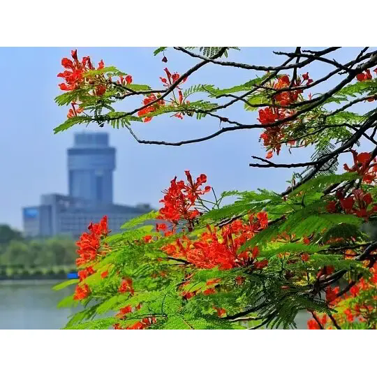 ¿Cómo crea Royal Poinciana impresionantes paisajes tropicales? ¿Cómo crea Royal Poinciana impresionantes paisajes tropicales?