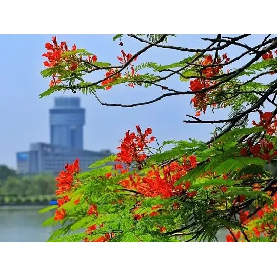 ¿Por qué los revestimientos Royal Poinciana cultivados en contenedores maximizan el éxito paisajístico? ¿Por qué los revestimientos Royal Poinciana cultivados en contenedores maximizan el éxito paisajístico?