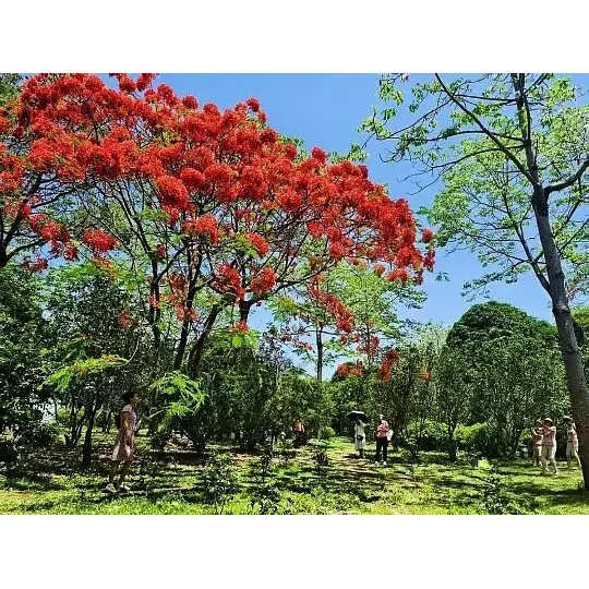 ¿Cómo los árboles Royal Poinciana en macetas amplían el alcance del mercado para los mayoristas de plantas? ¿Cómo los árboles Royal Poinciana en macetas amplían el alcance del mercado para los mayoristas de plantas?