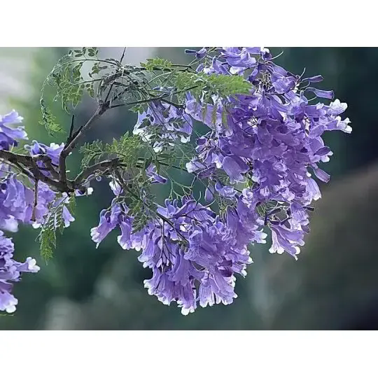 ¿Cómo crea un árbol de jacarandá paisajes impresionantes y una belleza duradera? ¿Cómo crea un árbol de jacarandá paisajes impresionantes y una belleza duradera?