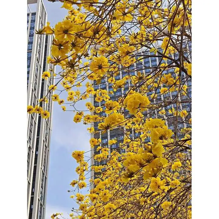 ¿Cómo mejora el árbol de trompeta dorada la belleza del paisaje y el valor ambiental? ¿Cómo mejora el árbol de trompeta dorada la belleza del paisaje y el valor ambiental?