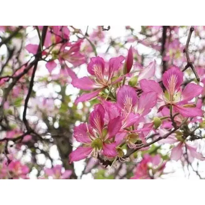 ¿Cómo puede un árbol de orquídeas rosadas transformar espacios interiores y exteriores con una belleza duradera? ¿Cómo puede un árbol de orquídeas rosadas transformar espacios interiores y exteriores con una belleza duradera?