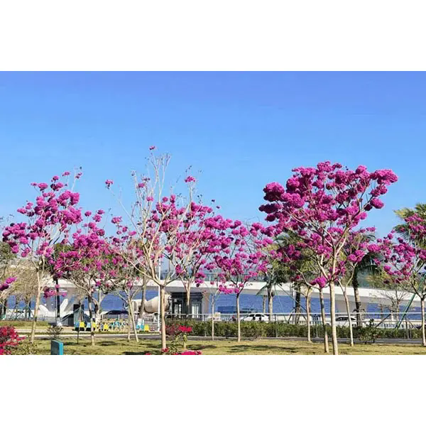 ¿Qué hace que el árbol de trompeta púrpura sea una opción ideal para proyectos paisajísticos impresionantes? ¿Qué hace que el árbol de trompeta púrpura sea una opción ideal para proyectos paisajísticos impresionantes?