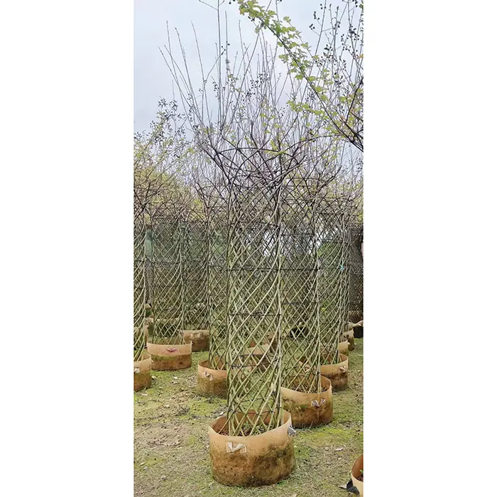 Árbol bonsái de mirto