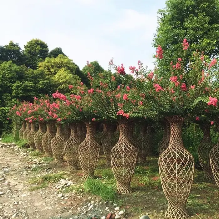 Árboles de la calle Crape Myrtle