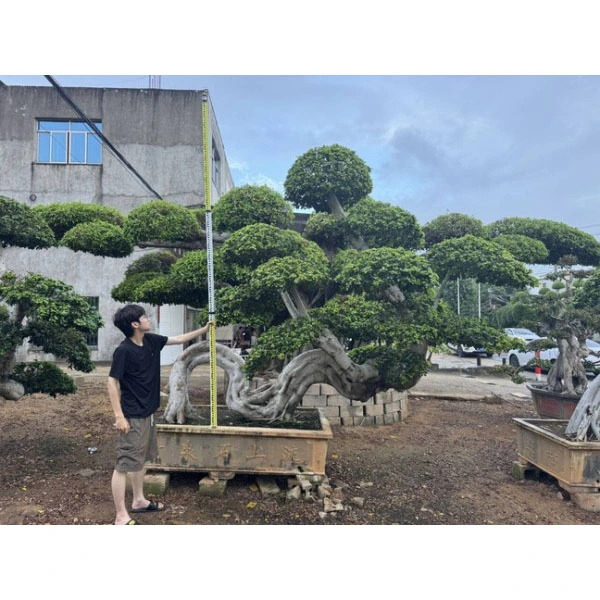 Árbol Bonsái Ficus Microcarpa Árbol Bonsái Ficus Microcarpa