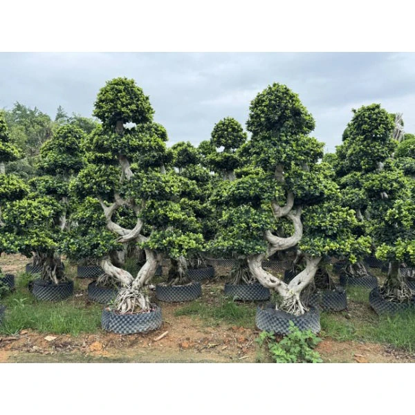 Árbol Bonsái Ficus Microcarpa