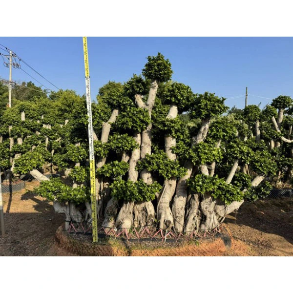 Árbol Bonsái Ficus Microcarpa