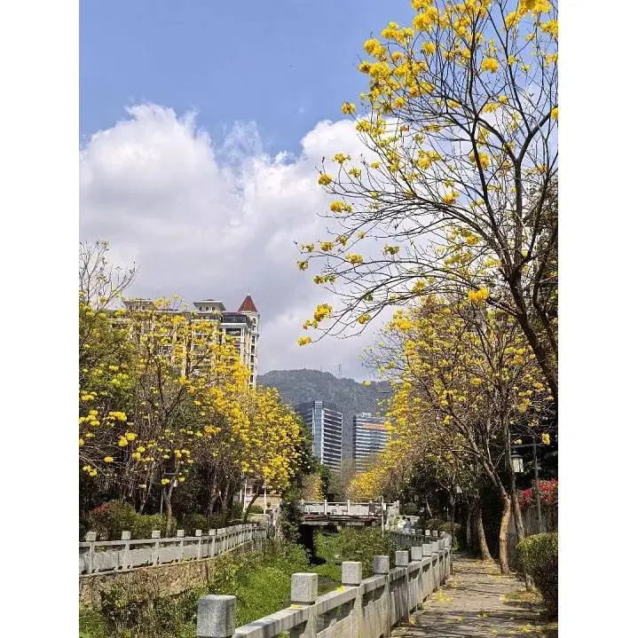 Árboles de la calle trompeta dorada