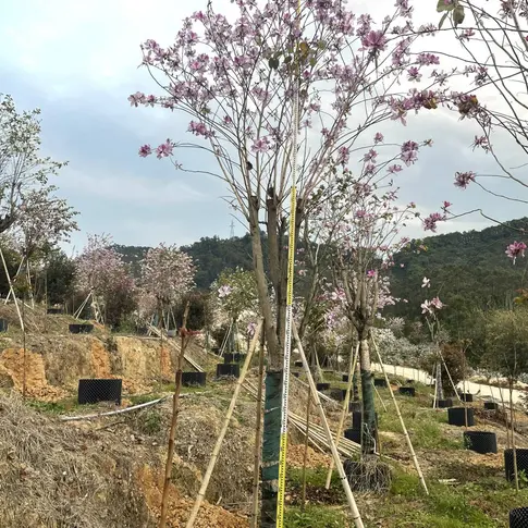 Pink Orchid Tree Bonsais