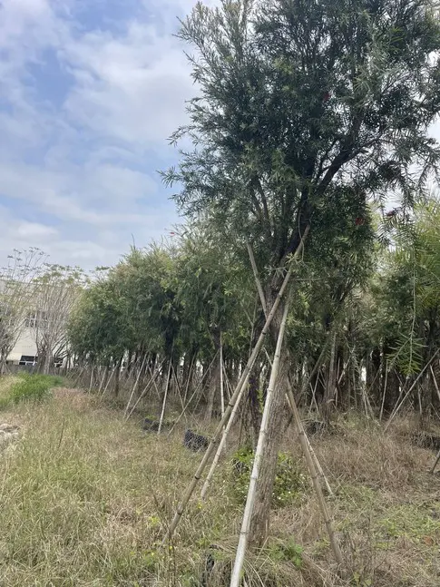 Weeping Bottlebrush Liners