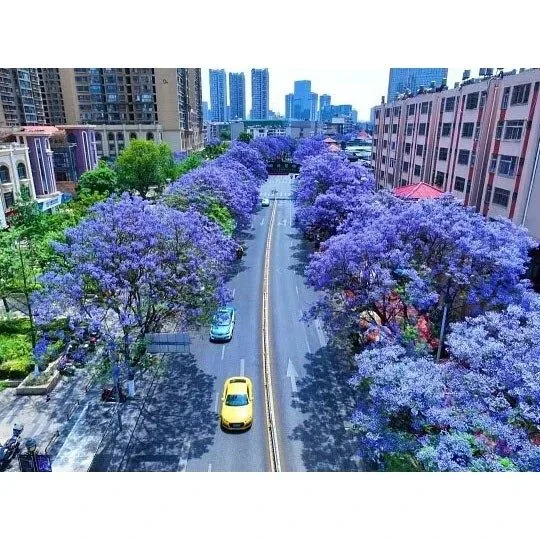 Árboles de la calle Jacarandá