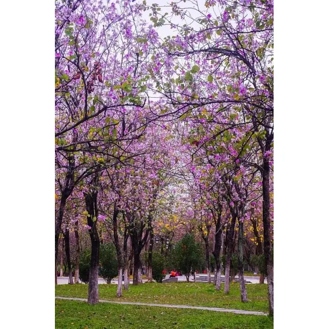 Bonsái de árbol de orquídea rosa