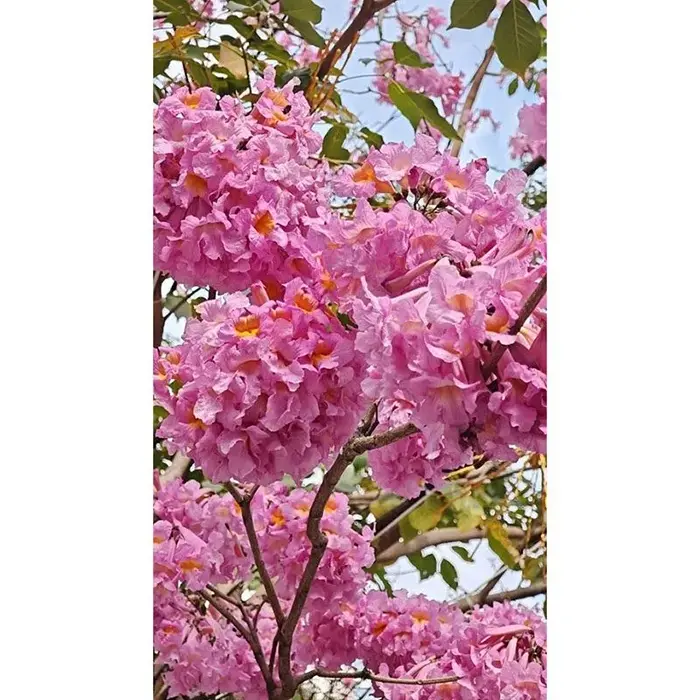 Bonsái de árbol de trompeta púrpura