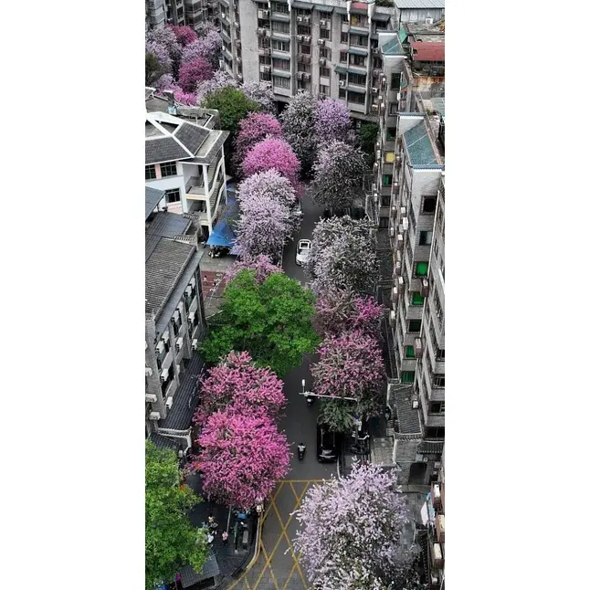 Ejemplar Árbol de Orquídea Rosa