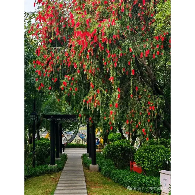 Ejemplar Árbol Escobilla Llorona